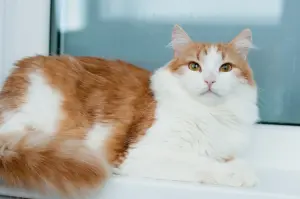 Алисей - кот из сказки