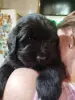 Щенки ньюфаундленда