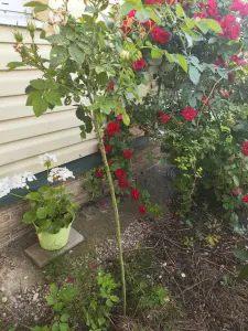 Роза белая