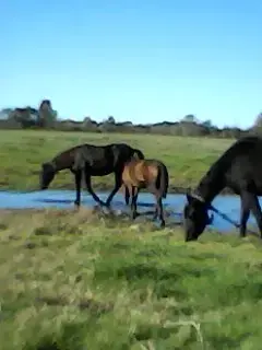 Лошади