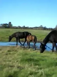 Лошади