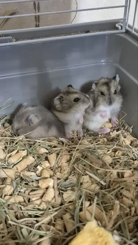Хомячки джунгарские