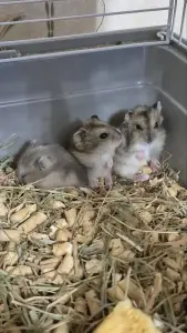 Хомячки джунгарские