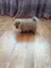 Мальчик померанского шпица