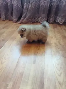 Мальчик померанского шпица