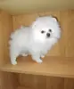 Померанский шпиц мальчик.