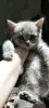 Шотландский котенок(девочка)