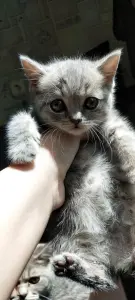 Шотландский котенок(девочка)