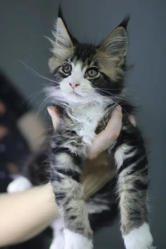 Котята Мейн-кун в продаже! Два чудесных мальчика!