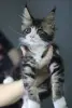 Котята Мейн-кун в продаже! Два чудесных мальчика!