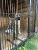 Гостиница для животных
