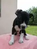 Щенки АМ стаффа