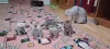 Котята шотландские вислоухие