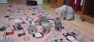 Котята шотландские вислоухие