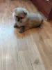Мальчик померанского шпица