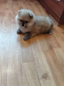Мальчик померанского шпица
