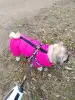 Комбинезон и толстовка для собак