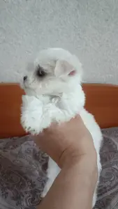 Мальтипу