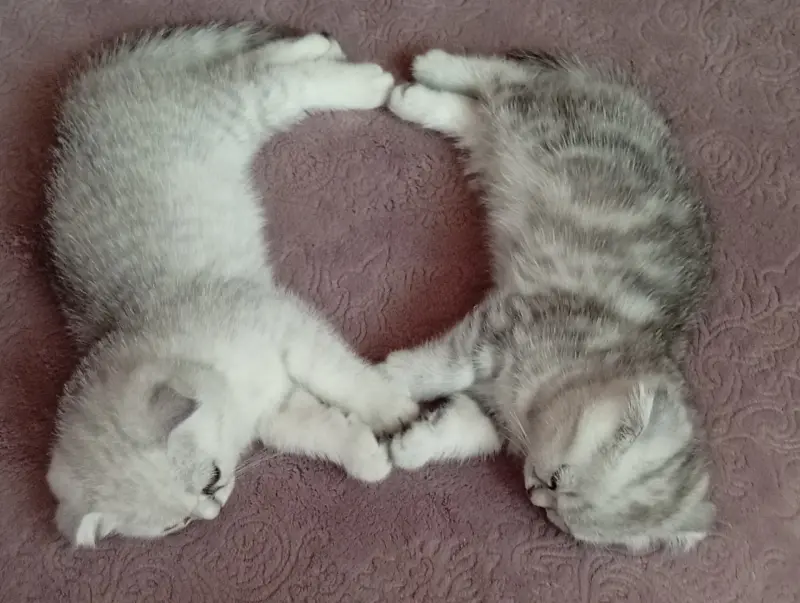 Котята шотландские