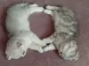 Котята шотландские