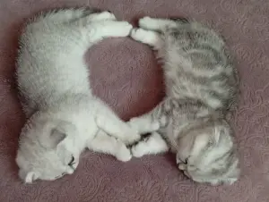 Котята шотландские