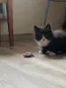 Котята в дар