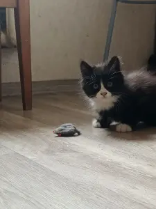 Котята в дар