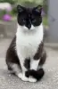 Кот в дар. Сириус ищет дом.