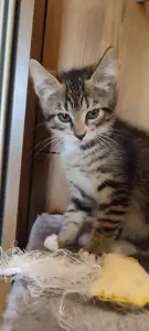 Котенок в дар