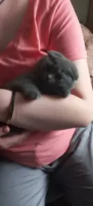 Вислоухие котята