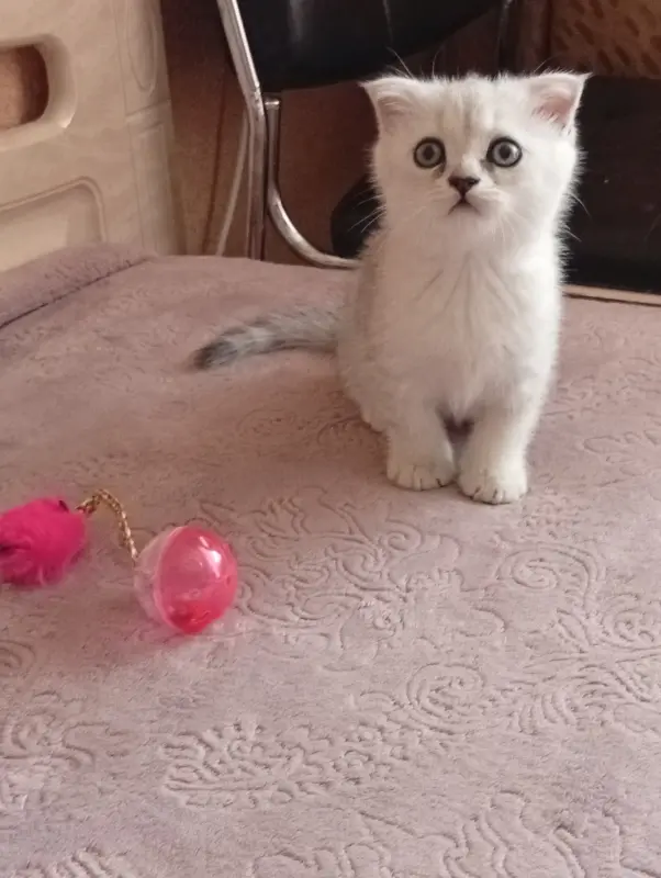 Котята шотландские