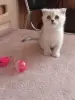 Котята шотландские
