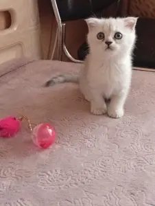 Котята шотландские