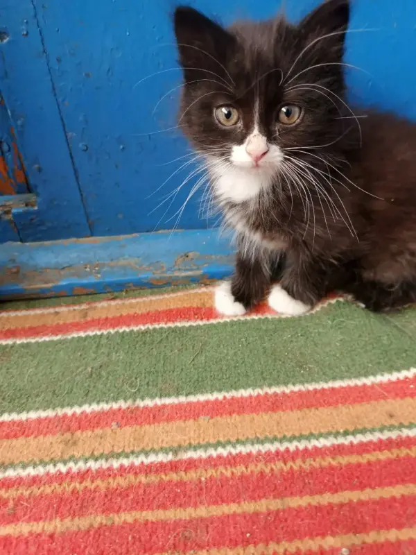 Котята в дар