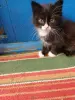 Котята в дар