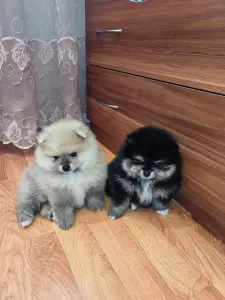 Щенки померанского шпица