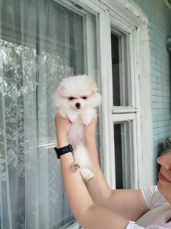 Щенки