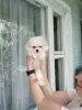 Щенки