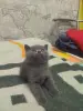 Котёнок шотландский