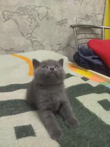 Котёнок шотландский