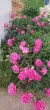 user_60327 Mila