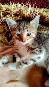 Котенок,мальчик