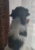Щенок