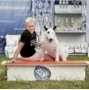 Продажа щенков бультерьера