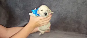Карликовый пудель