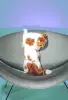 Породистый кот даром из питомника
