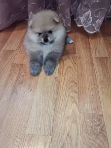 Померанский шпиц мальчик.