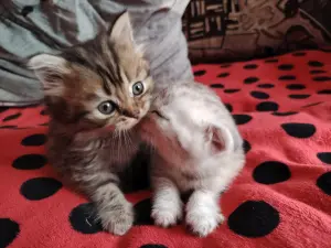Котята