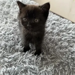 Котята в добрые руки БЕСПЛАТНО