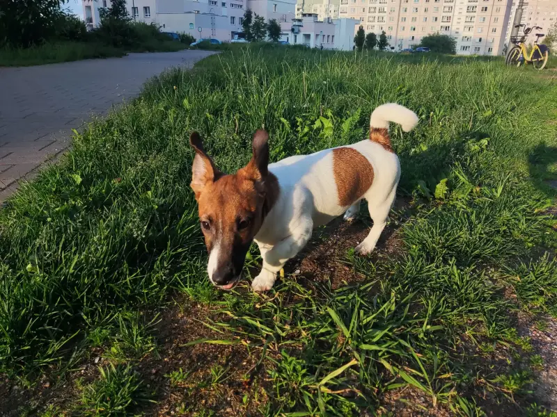 Щенки Джек Рассел терьер